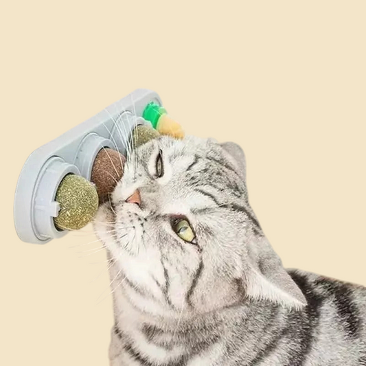 Catnip Natural para Mascotas | Nanai Mascota